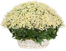 Цветочная композиция из Ромашки в корзине #REPLACE_PRED# Круглолесском